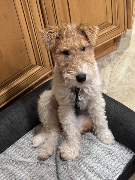 Cooper