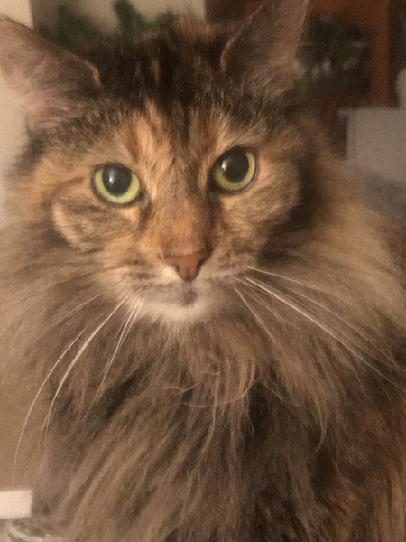 Delilah 