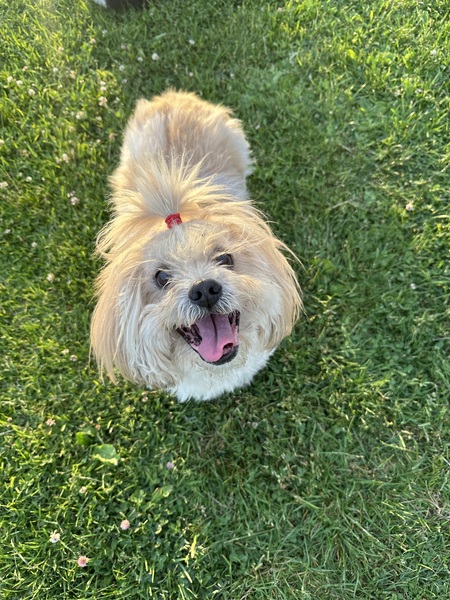 Tito